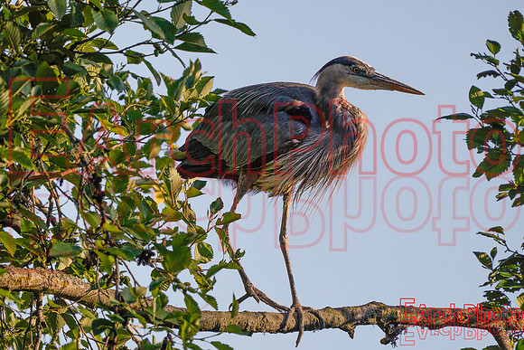 Earchphoto-Heron-Yoga--L-4