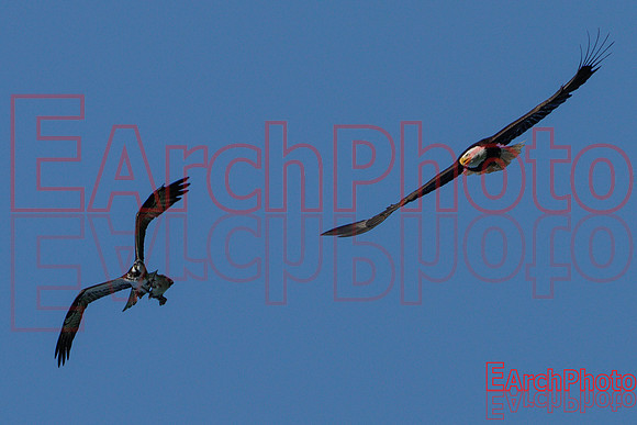Earchphoto-Hungry-Eagle-L-3