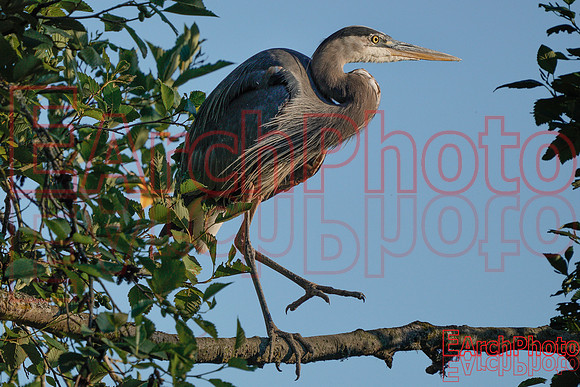 Earchphoto-Heron-Yoga--L-1