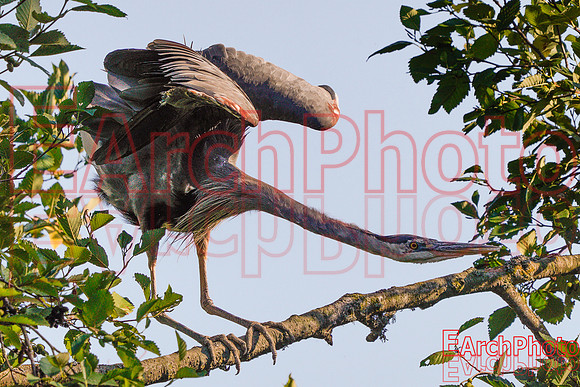 Earchphoto-Heron-Yoga--L-3