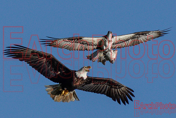 Earchphoto-Hungry-Eagle-L-8