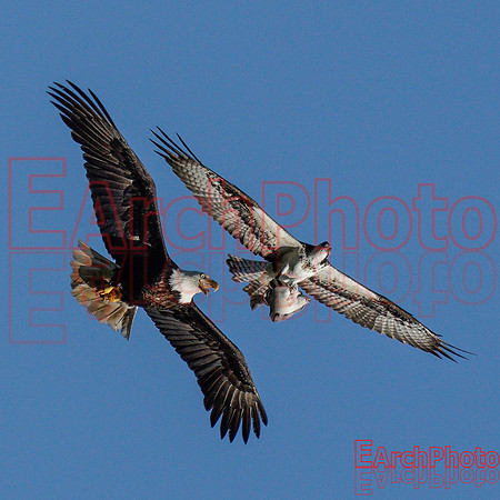 Earchphoto-Hungry-Eagle-L-7