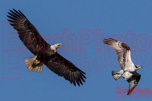 Earchphoto-Hungry-Eagle-L-9