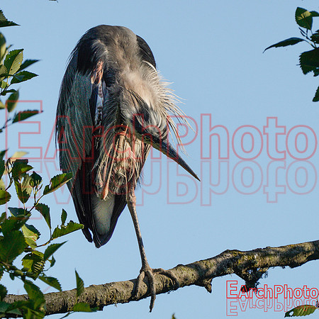 Earchphoto-Heron-Yoga--L-5