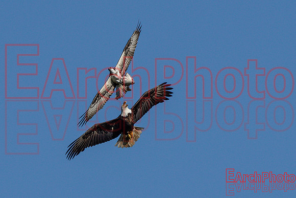 Earchphoto-Hungry-Eagle-L-2
