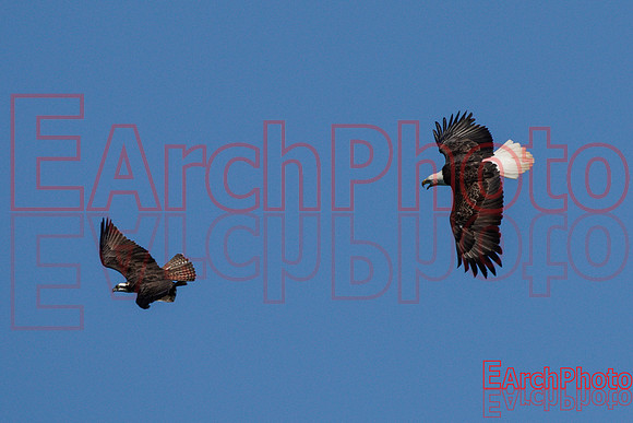 Earchphoto-Hungry-Eagle-L-5