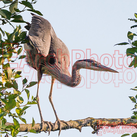 Earchphoto-Heron-Yoga--L-2