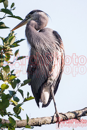 Earchphoto-Heron-Yoga--L-6