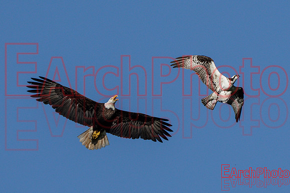 Earchphoto-Hungry-Eagle-L-1