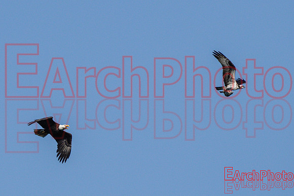 Earchphoto-Hungry-Eagle-L-6