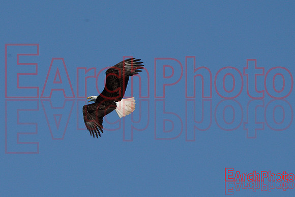 Earchphoto-Hungry-Eagle-L-4